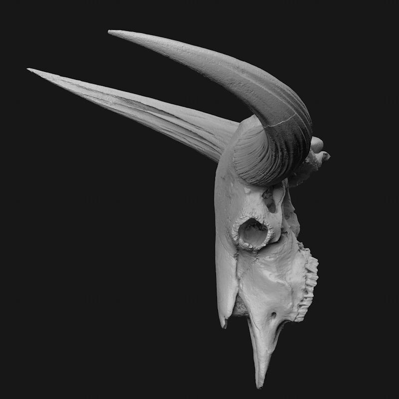 バイソンの頭蓋骨 3D プリント モデル STL