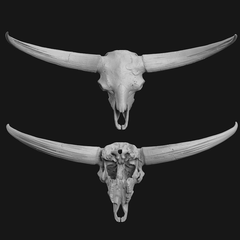 Bison skull 3d printing model STL