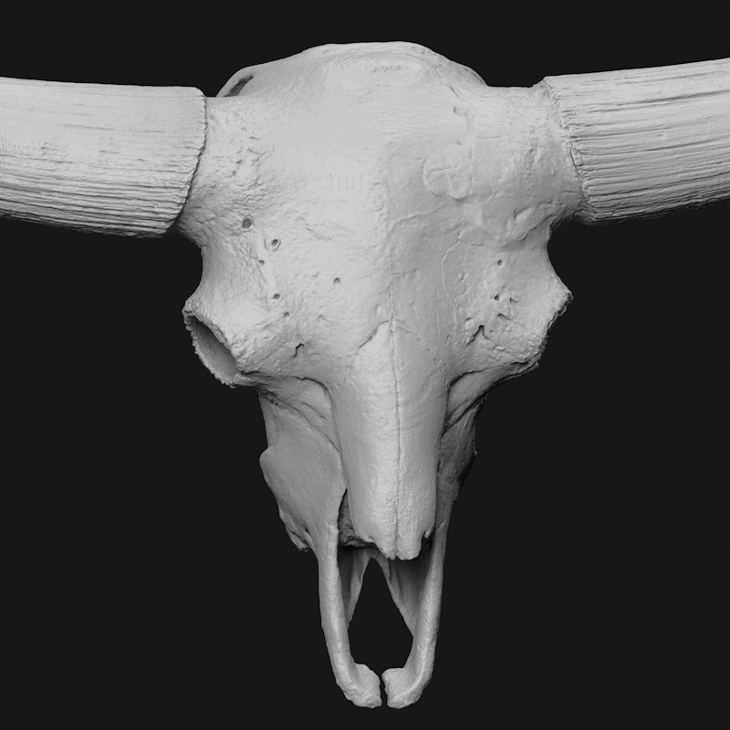 Cráneo de bisonte modelo de impresión 3d STL