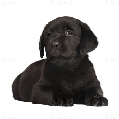黑色拉布拉多犬 PNG