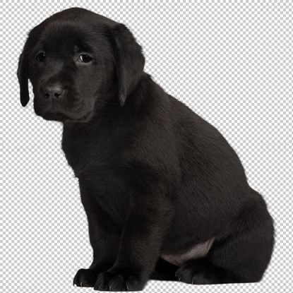 黒のラブラドールレトリバーの子犬png