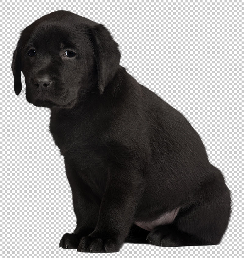 Black Labrador Retriever Puppy png