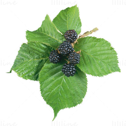 黑莓和叶子 PNG