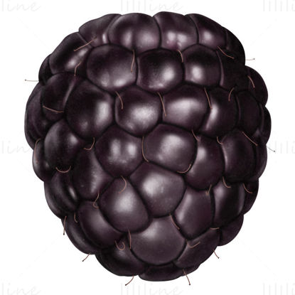 黑莓 PNG