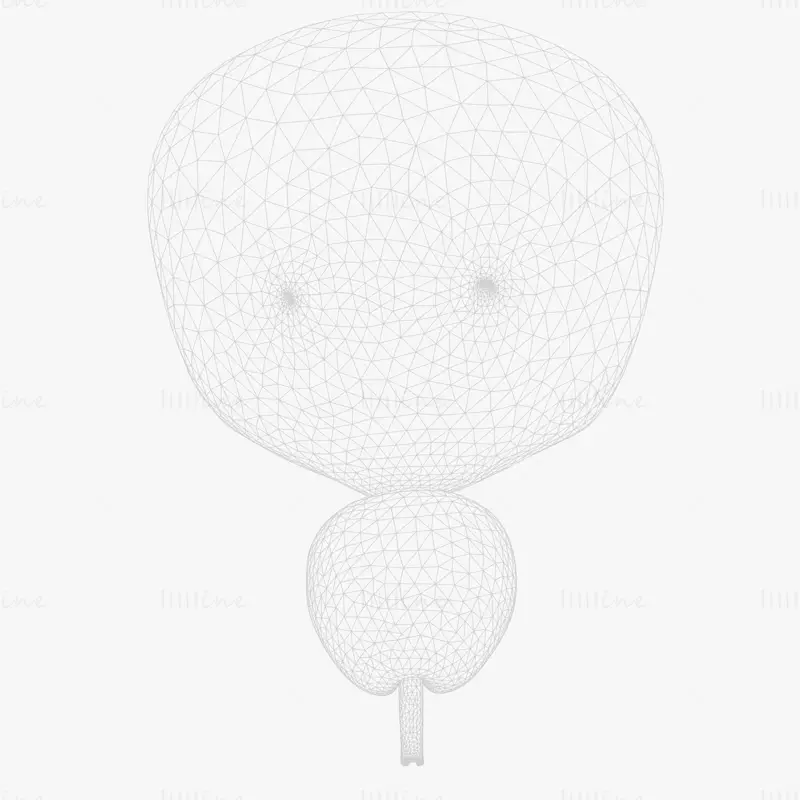 3D модель поперечного сечения мочевого пузыря