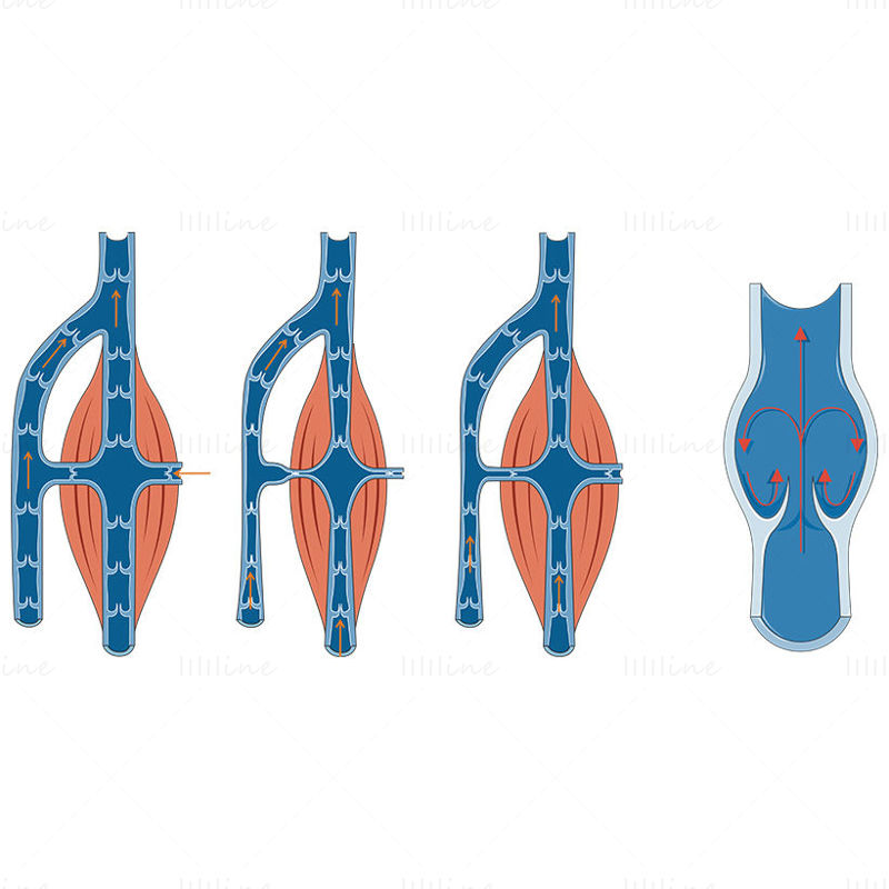 Blood flow vector