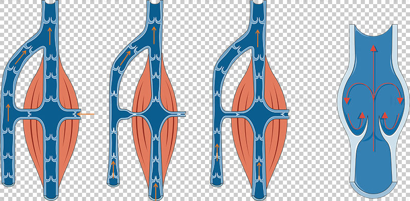 vector de flujo de sangre