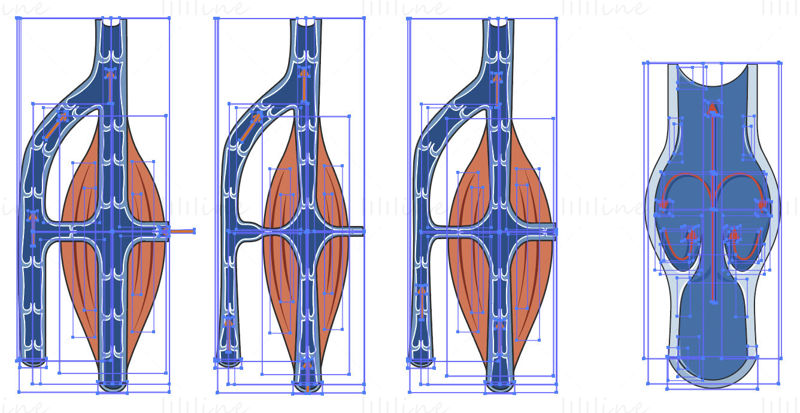 vector de flujo de sangre