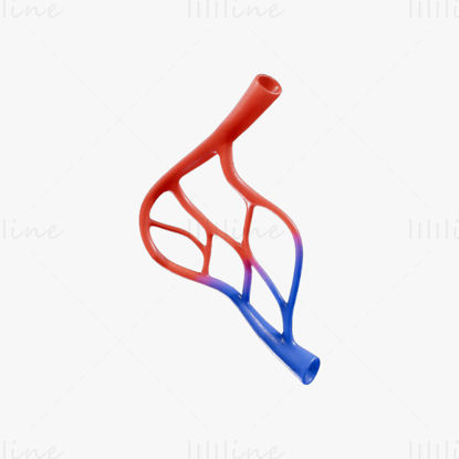 Anatomie des vaisseaux sanguins modèle 3D