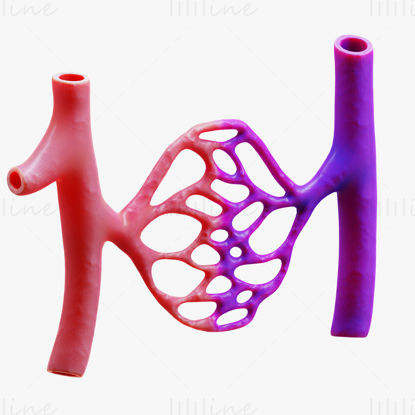 Blood Vessels Anatomy 3D Model
