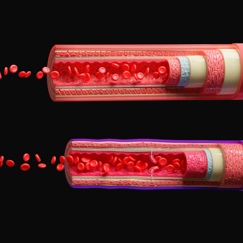Bloedvaten anatomie 4K 3D-model
