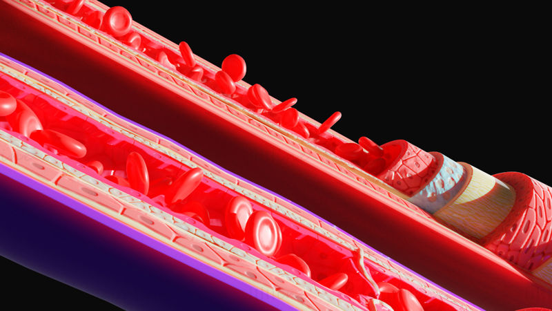 Bloedvaten anatomie 4K 3D-model