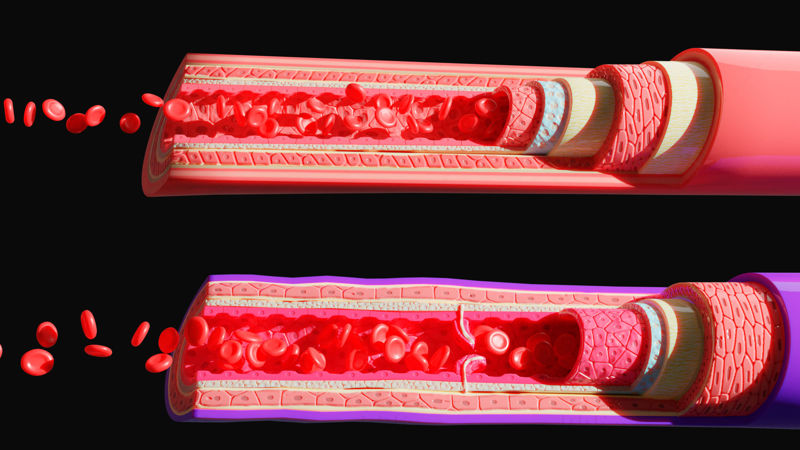 4K 3D model anatomie krevních cév