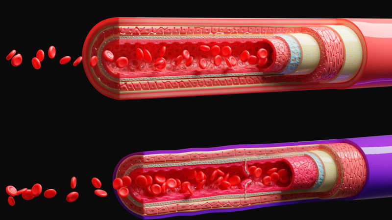 血管の解剖学 4K 3Dモデル