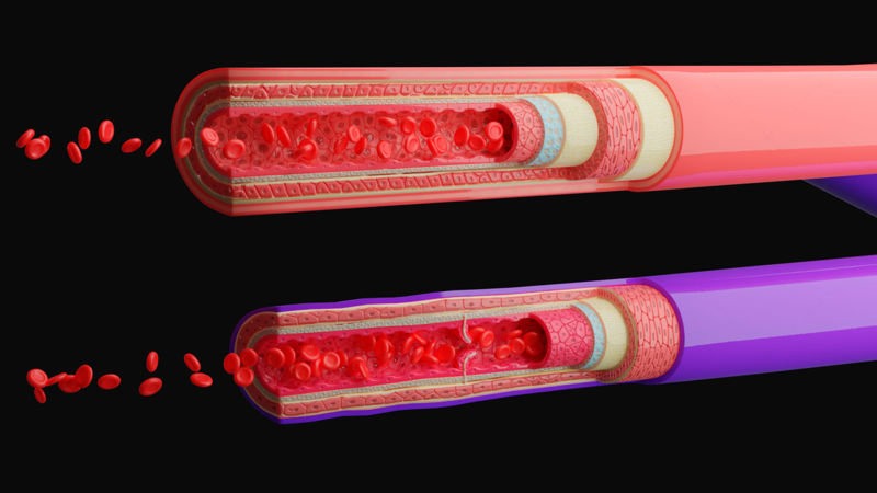 4K 3D model anatomije krvnih žil