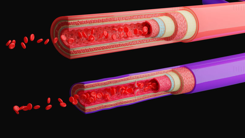 Anatomia dei vasi sanguigni Modello 4K 3D
