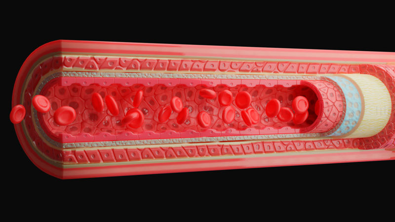 Анатомия на кръвоносните съдове 4K 3D модел