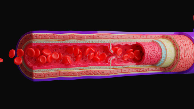 Анатомия кровеносных сосудов 4K 3D модель
