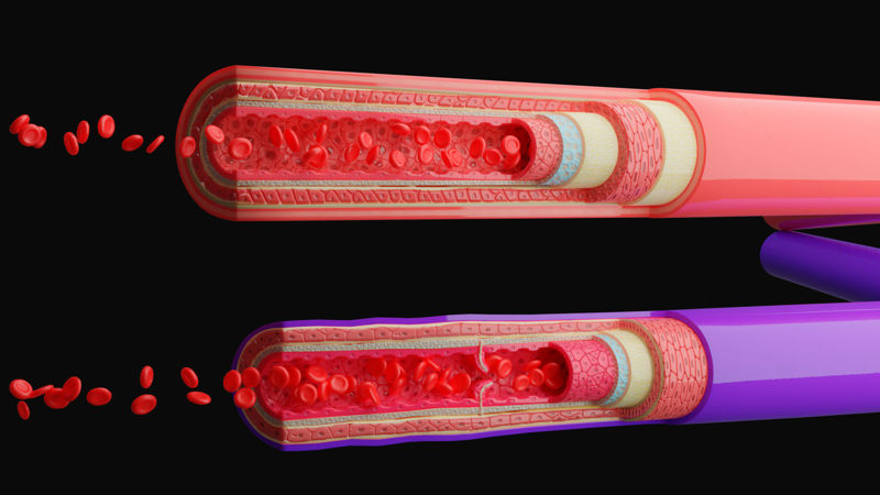 Anatomía de los vasos sanguíneos 4K modelo 3d