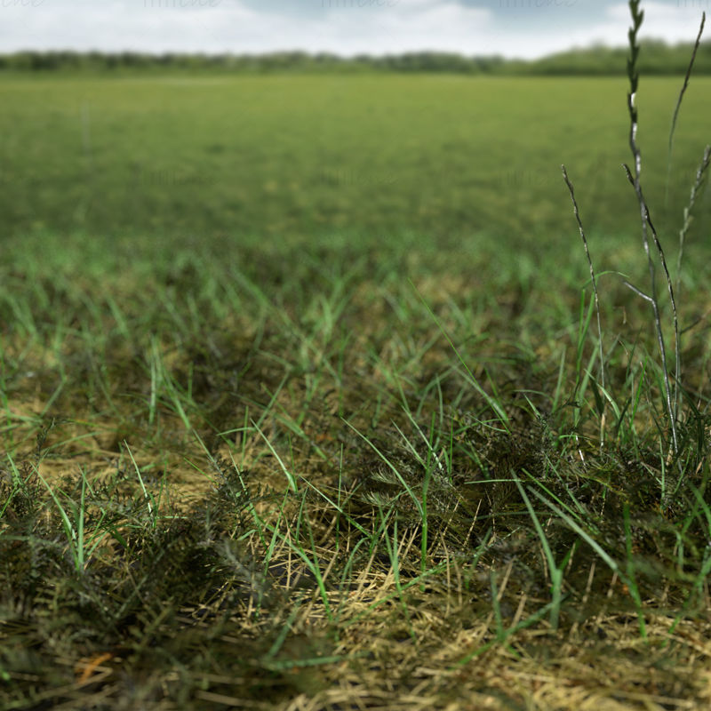 ブラッドワートの密な草原パッチ3Dモデル
