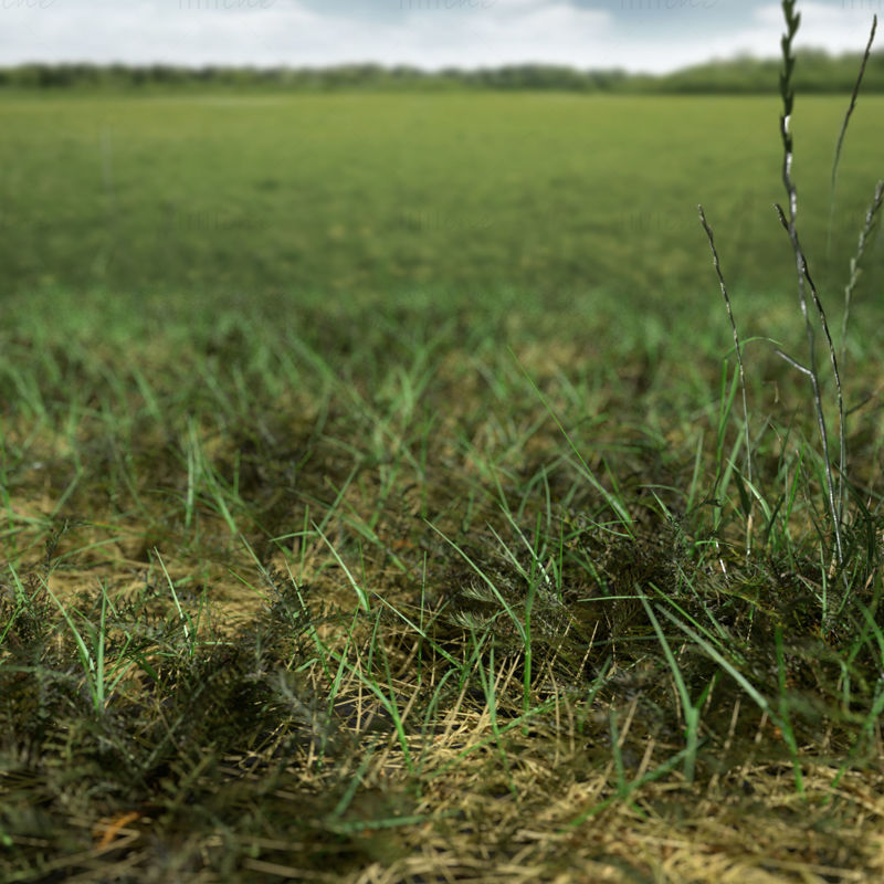 نموذج 3D من Bloodwort Dense Meadow Patch