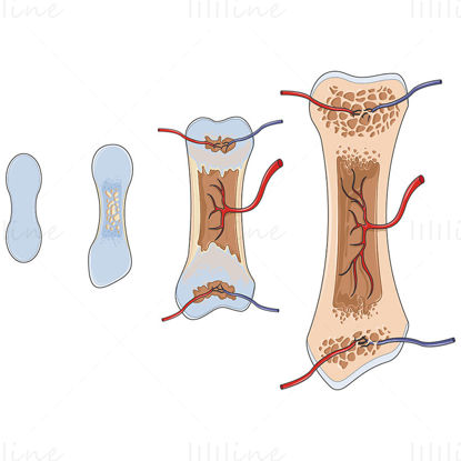 Bone growth vector illustration