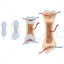 Bone growth vector scientific illustration