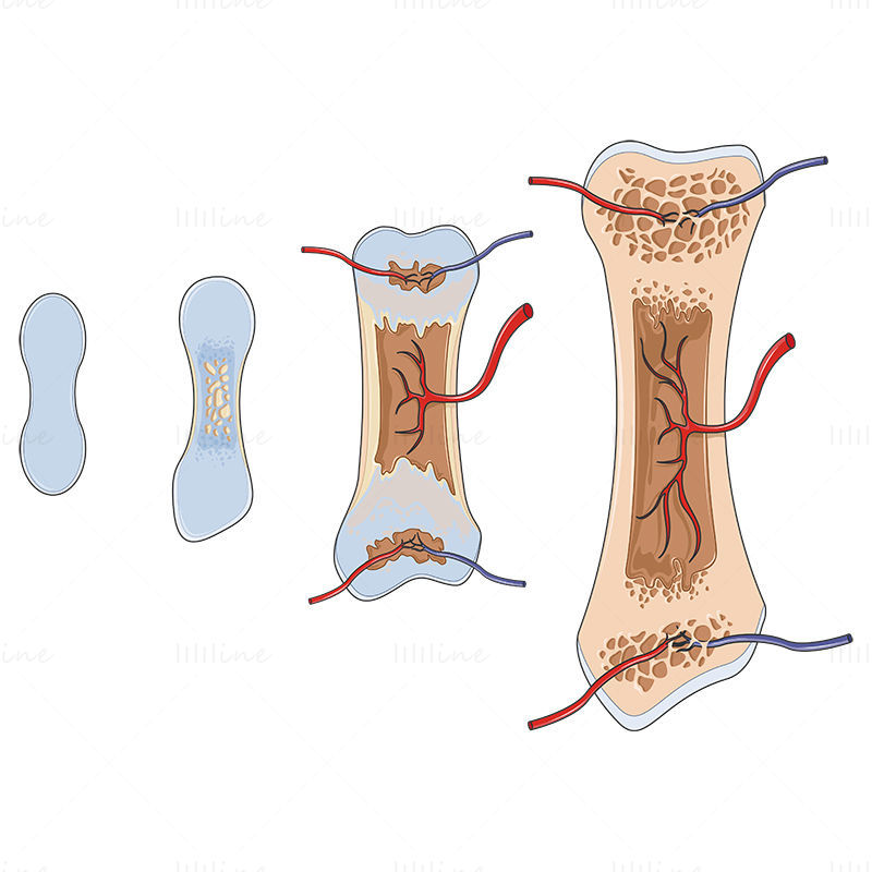 Ilustração científica do vetor de crescimento ósseo