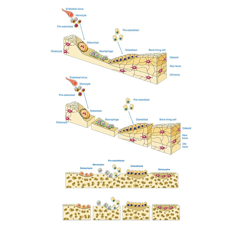 Bone remodeling cycle vector scientific illustration