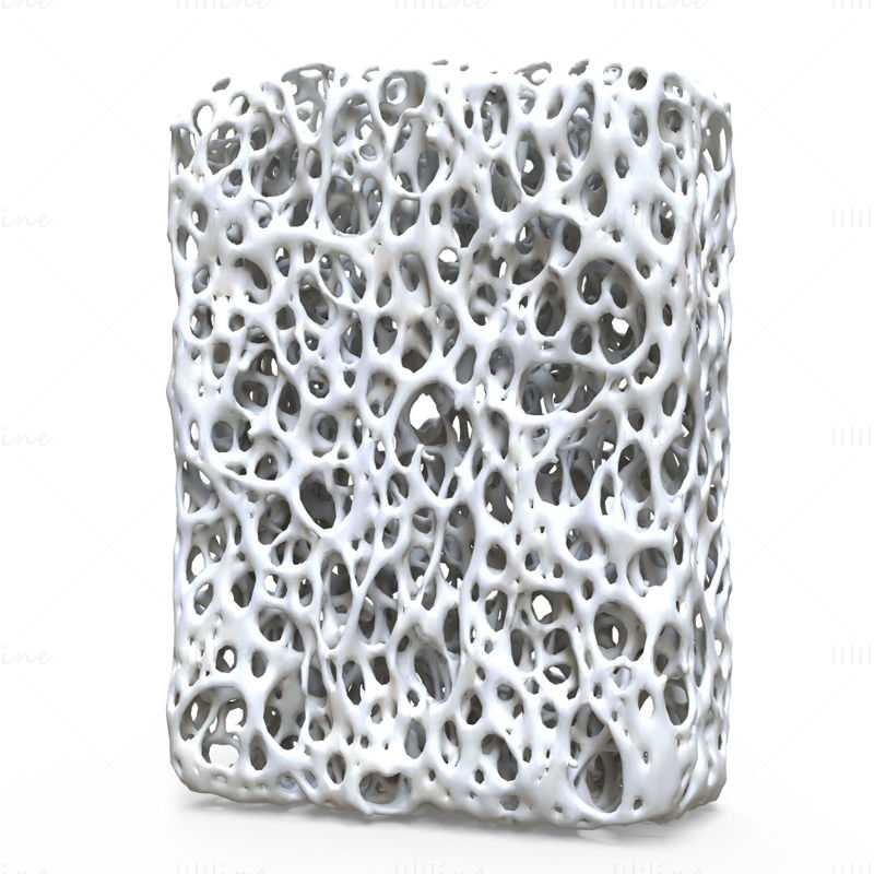 Bone Structure 3D Model