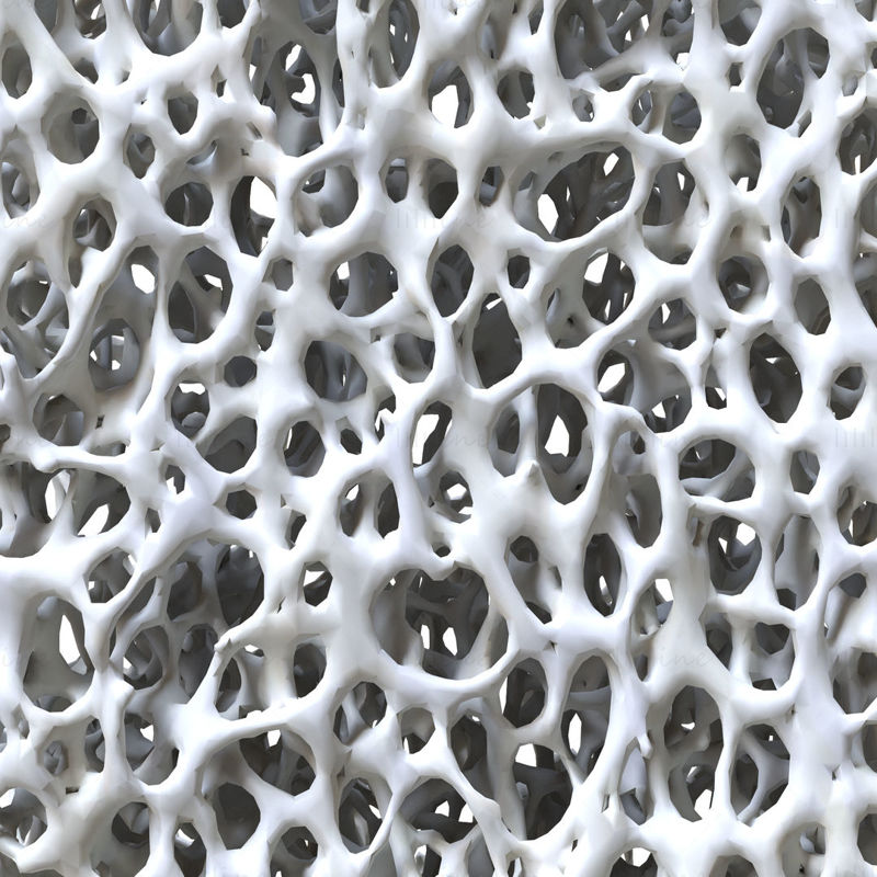 Knochenstruktur 3D-Modell