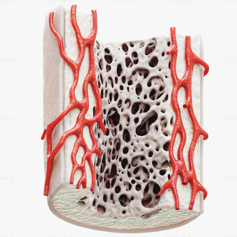 Anatomie de la structure osseuse périoste spongieux modèle 3D