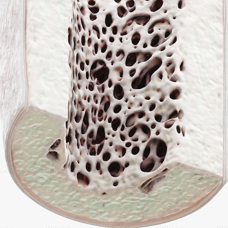 骨结构解剖骨膜海绵 3D 模型