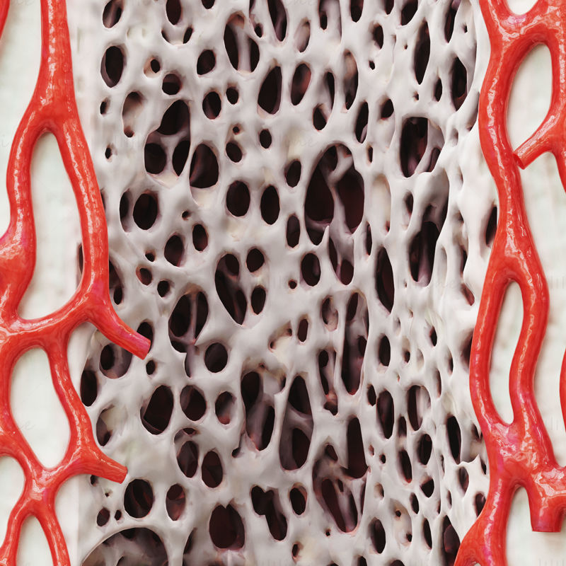 骨结构解剖骨膜海绵 3D 模型