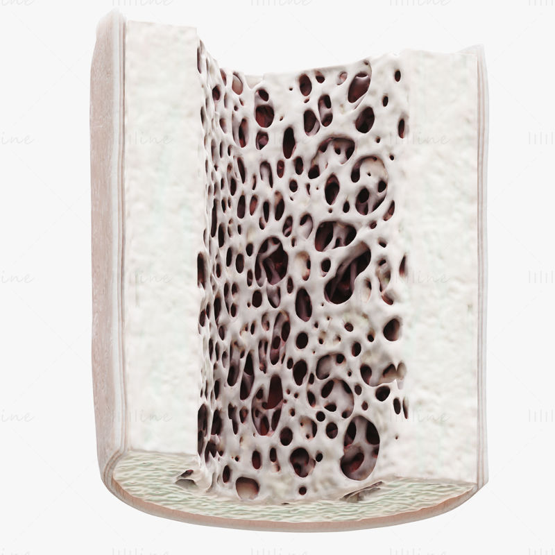 Bone Structure Anatomy Periosteum Spongy 3D Model
