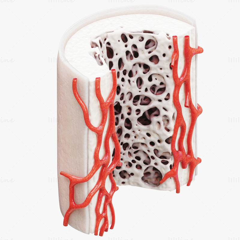 Anatomie de la structure osseuse périoste spongieux modèle 3D