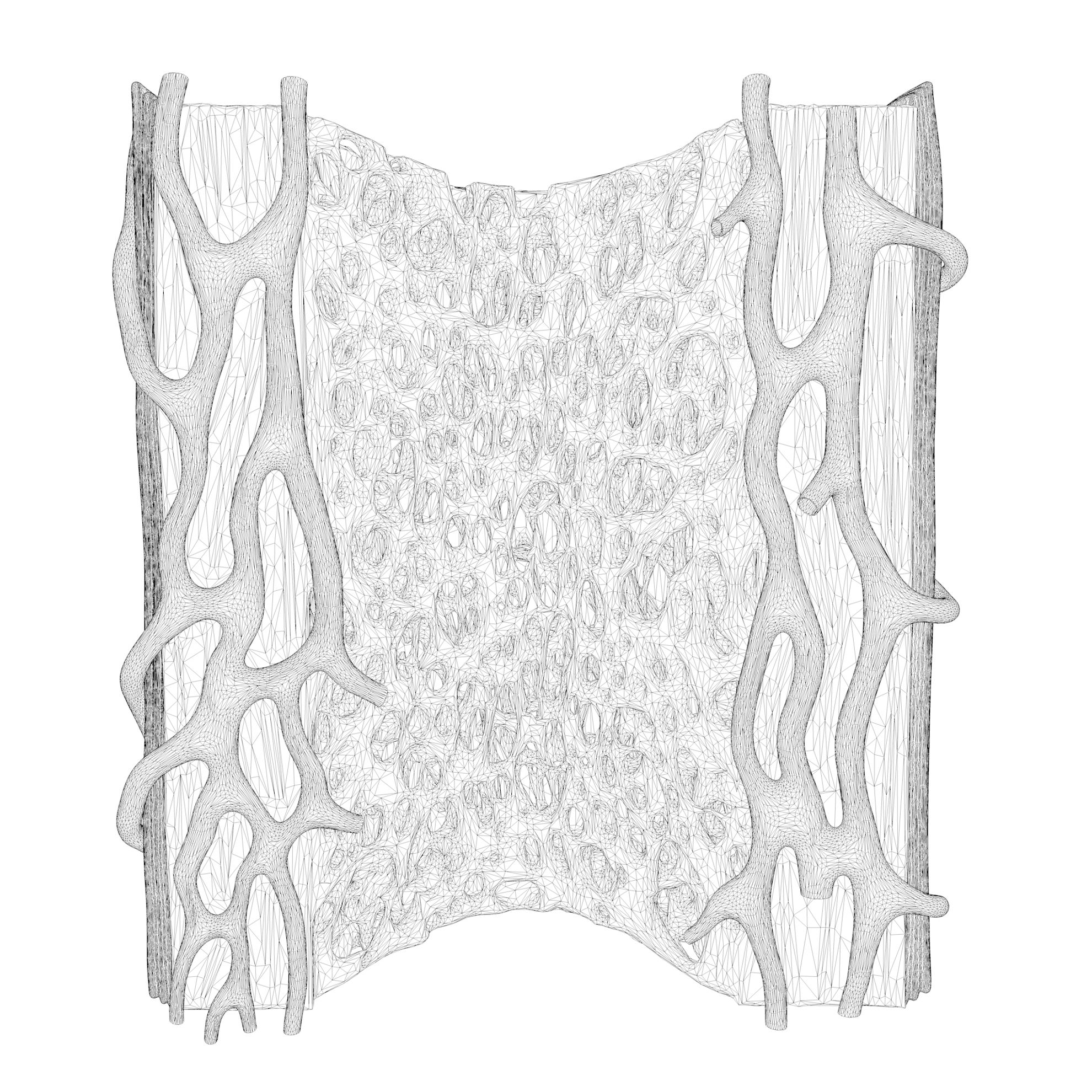Bone Structure Anatomy Periosteum Spongy 3d Model 0442
