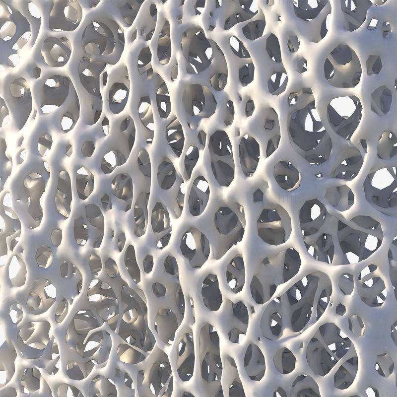 Benstruktur svamp 3D-modell