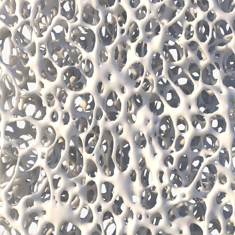 Kostní struktura houba 3D model