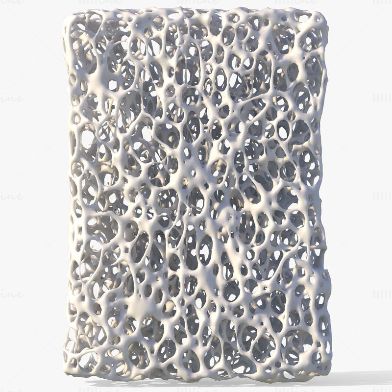 Kostní struktura houba 3D model