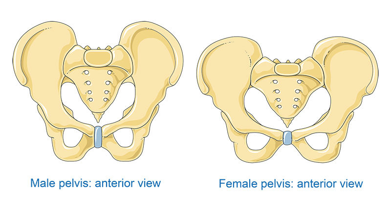 Bones Of Pelvis Vector Scientific Illustration