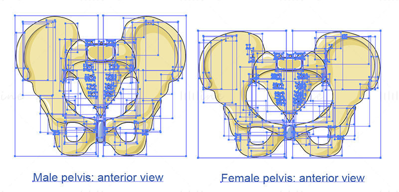 Векторска научна илустрација костију карлице