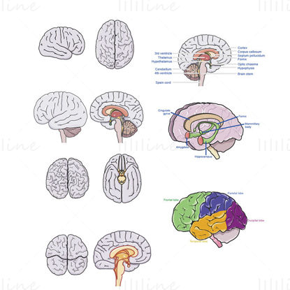 Beyin anatomisi vektör çizimi