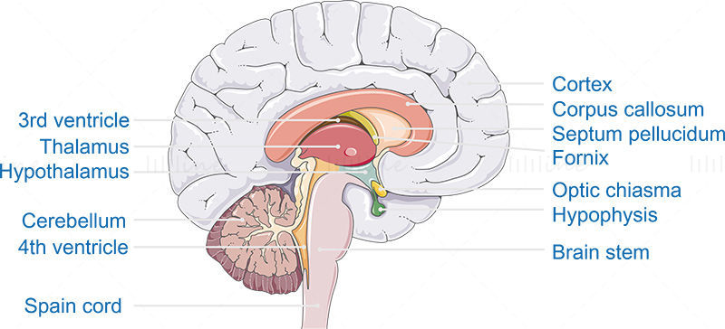 Ilustración de vector de anatomía cerebral