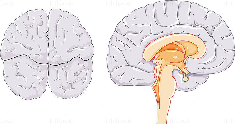 Beyin anatomisi vektör çizimi
