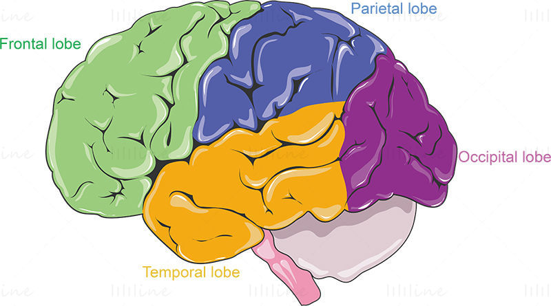 Brain anatomy vector illustration