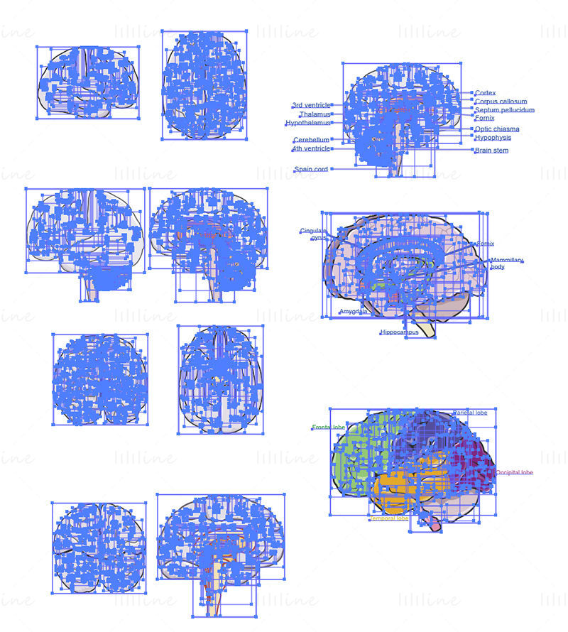 Brain anatomy vector illustration