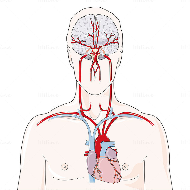 Brain arteries vector illustration