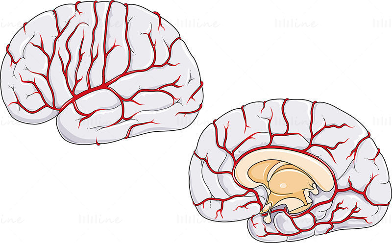 Beyin arterleri vektör çizimi