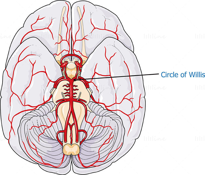 Ilustração do vetor de artérias cerebrais